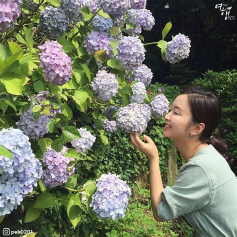 太宗台 繡球花|釜山｜太宗台繡球花慶